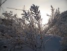 Branches