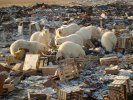 Белые медведи в опасности