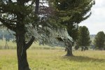 Arbres et rubans de chamanes