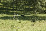 Bison