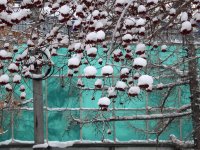 Sorbier et neige - Снежная рябина. Sibérie, Novosibirsk, photo de Ludmila Sinyanskaya Sorbier et neige